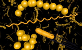 קיבוץ דפנה יפצה שני אחים בשל הרעלת Salmonella